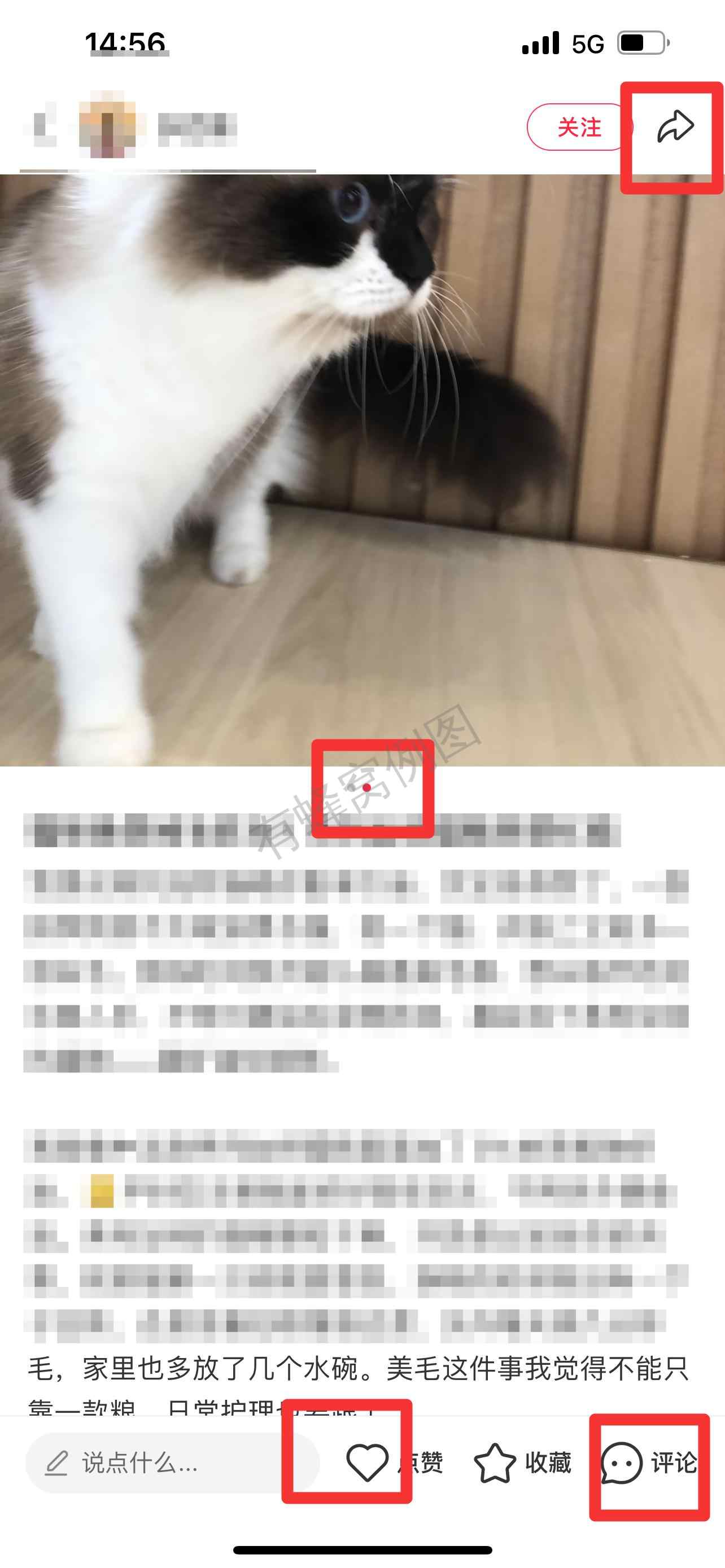 小红书 搜索 弗 弗列加特猫粮 步骤图2